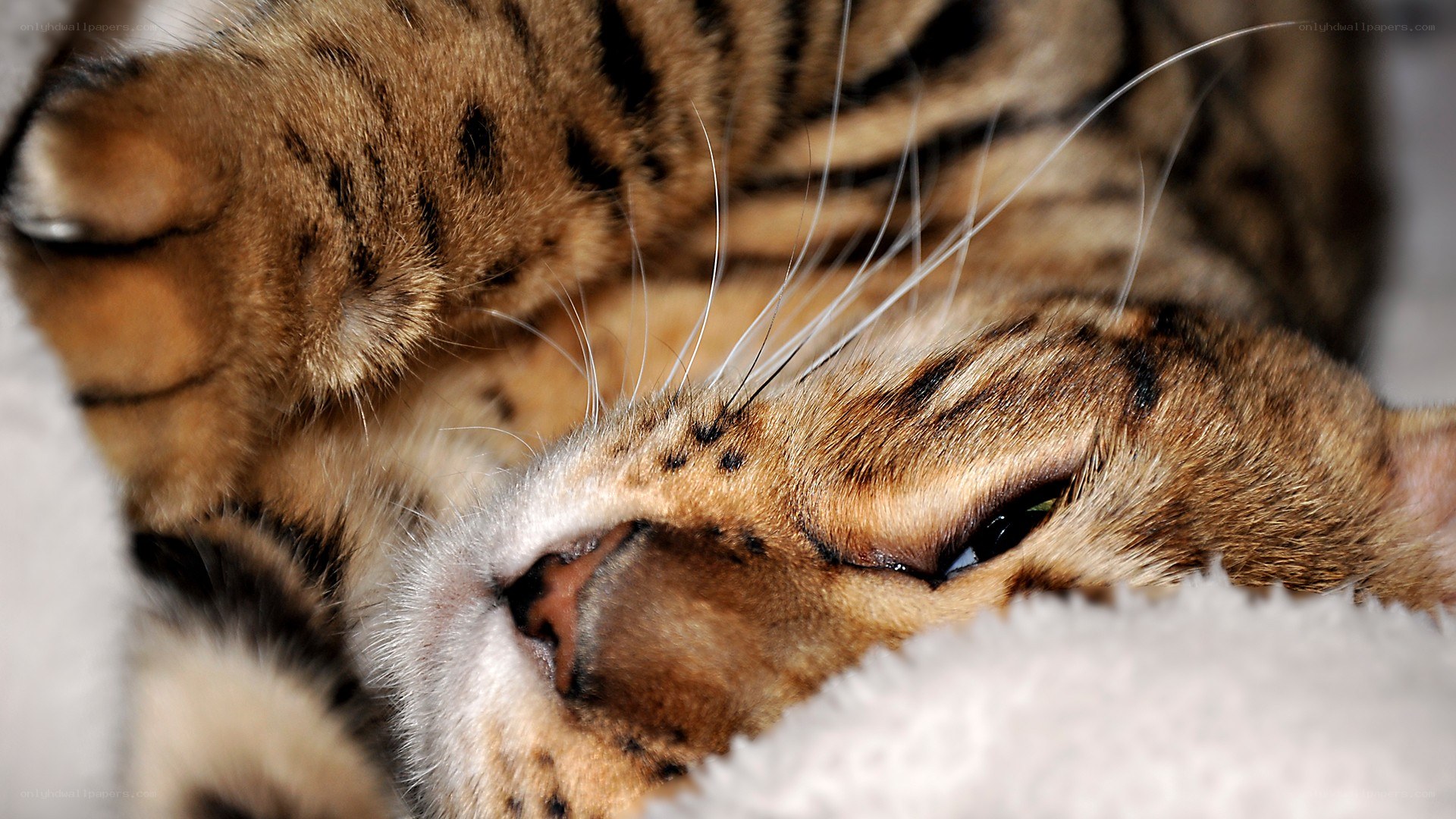 sleeping tabby cat