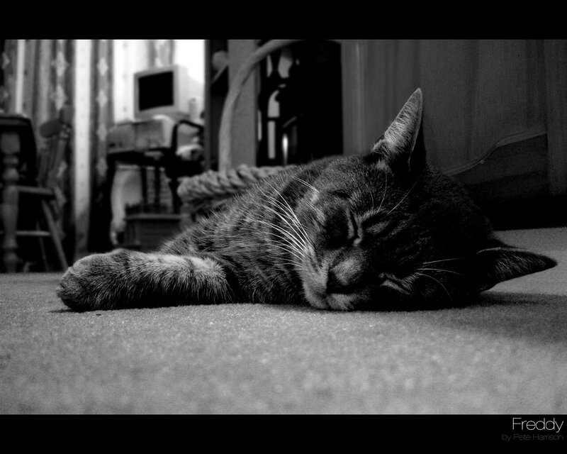 Sleeping tabby cat