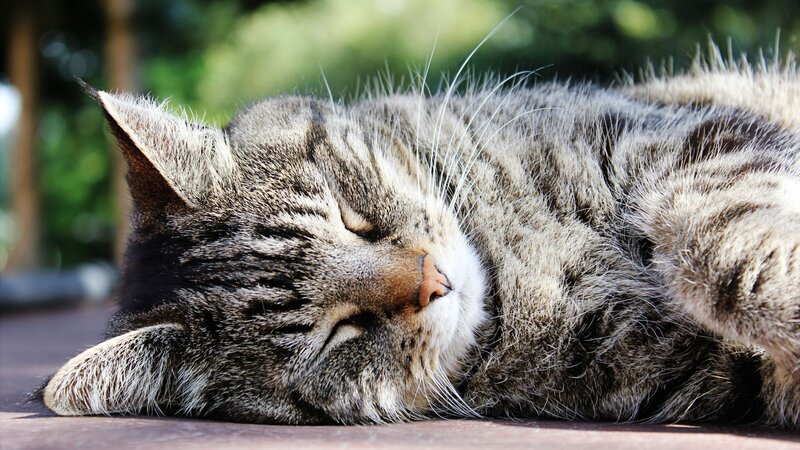 sleeping tabby cat
