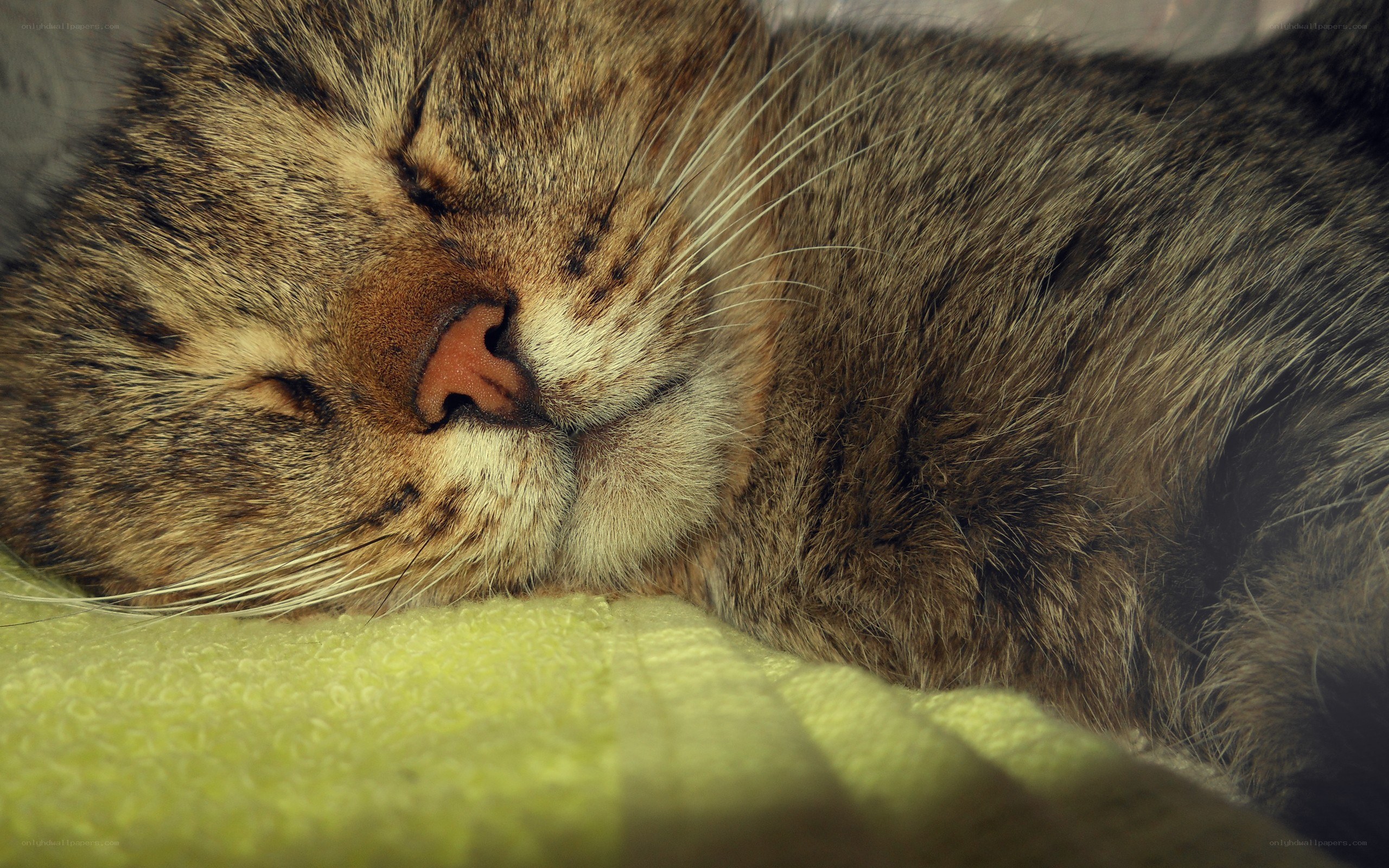 sleeping tabby cat