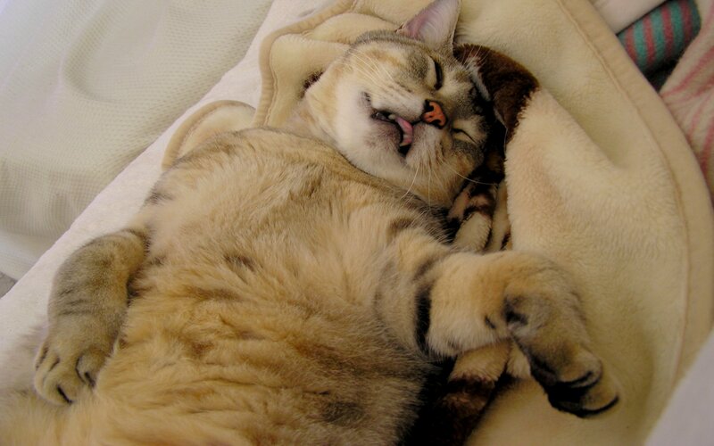 Sleeping Tabby Cat — Beige, Peaceful