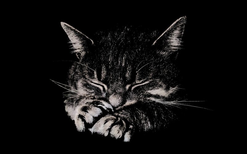 Sleeping Tabby Cat — Black, Calm, Night