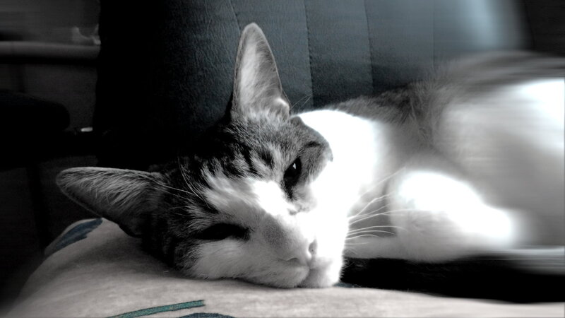 Sleeping Tabby Cat — Black, Calm, Photograph