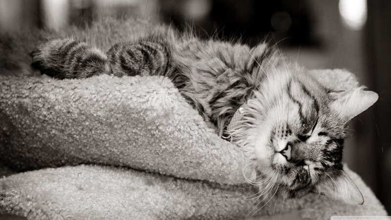 Sleeping Tabby Cat — Black, Peaceful, Photograph, Cat Bed