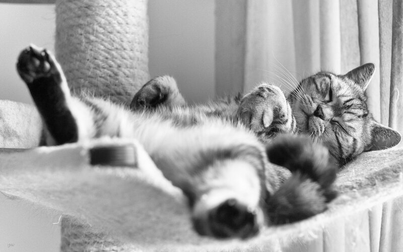 Sleeping Tabby Cat — Black, Peaceful, Photograph, Cat Tree, Curtain