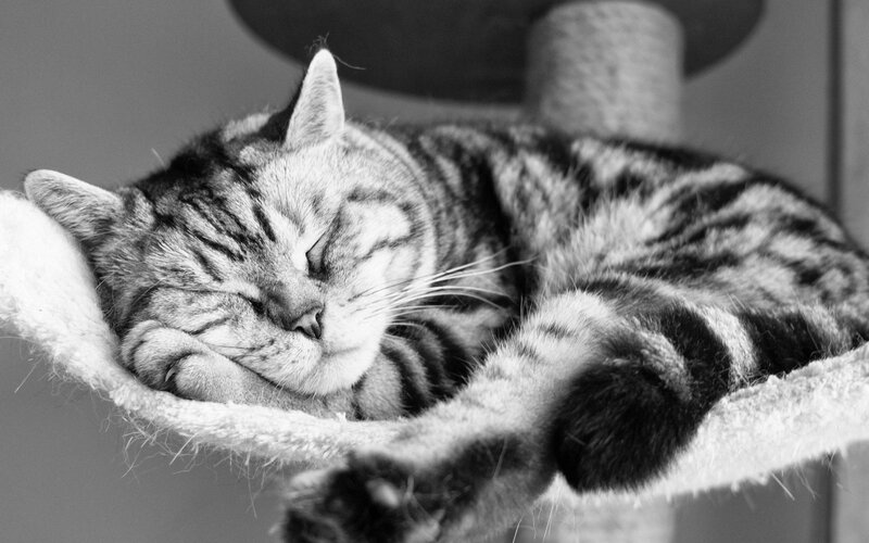 Sleeping Tabby Cat — Black, Peaceful, Photograph, Cat Tree, Cushion