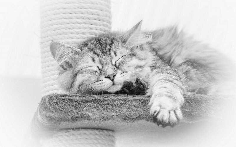Sleeping Tabby Cat — Black, Peaceful, Photograph, Cat Tree, Paw