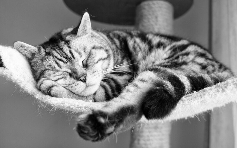 Sleeping Tabby Cat — Black, Peaceful, Photograph, Cat Tree