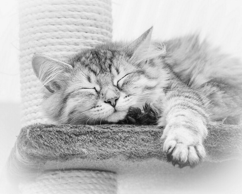 Sleeping Tabby Cat — Black, Peaceful, Photograph, Cat Tree, Whiskers