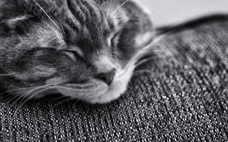 Sleeping Tabby Cat — Black, Peaceful, Photograph, Fabric