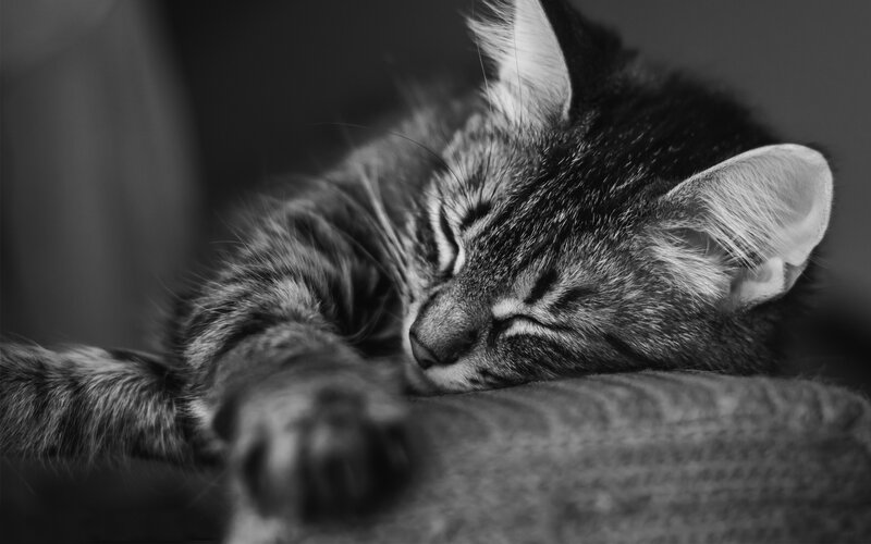 Sleeping Tabby Cat — Black, Peaceful, Photograph, Pillow