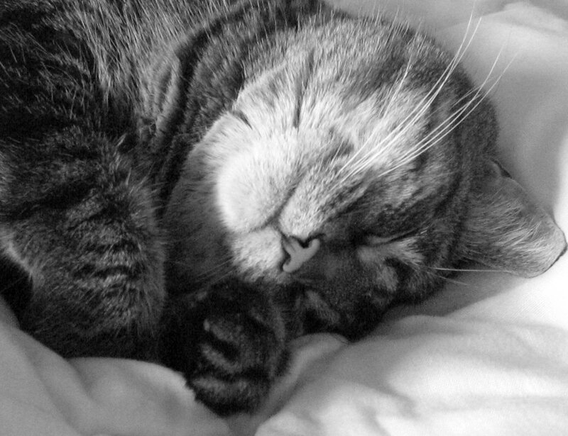 Sleeping Tabby Cat — Black, Peaceful, Photograph, Pillow, White