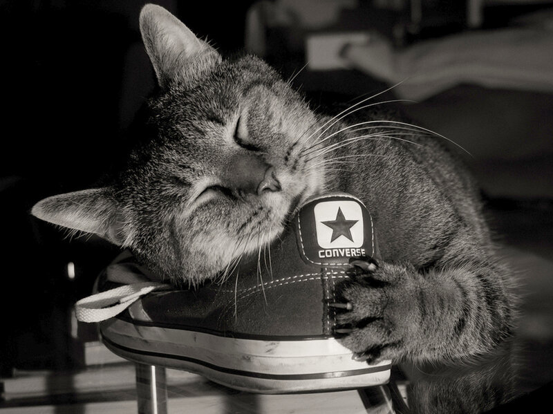 Sleeping Tabby Cat — Black, Peaceful, Photograph, Shoe