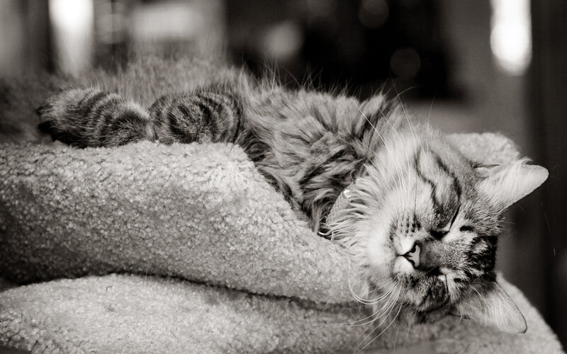 Sleeping Tabby Cat — Black, Peaceful, Photograph