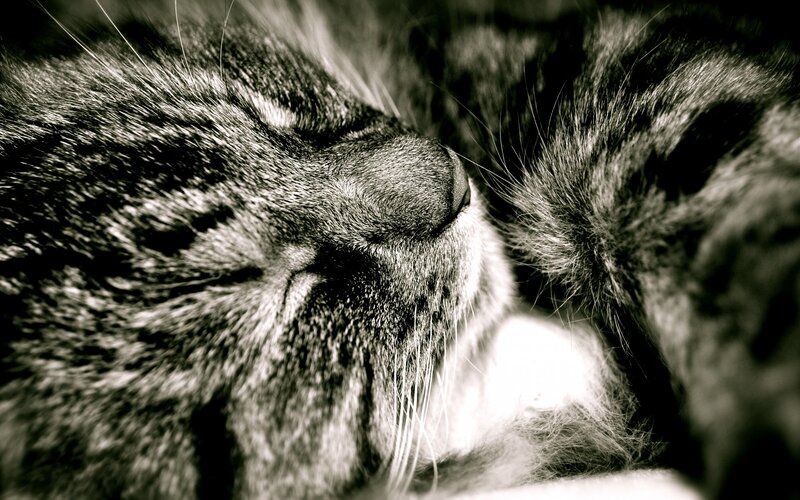Sleeping Tabby Cat — Black, Peaceful, Photograph, Whiskers