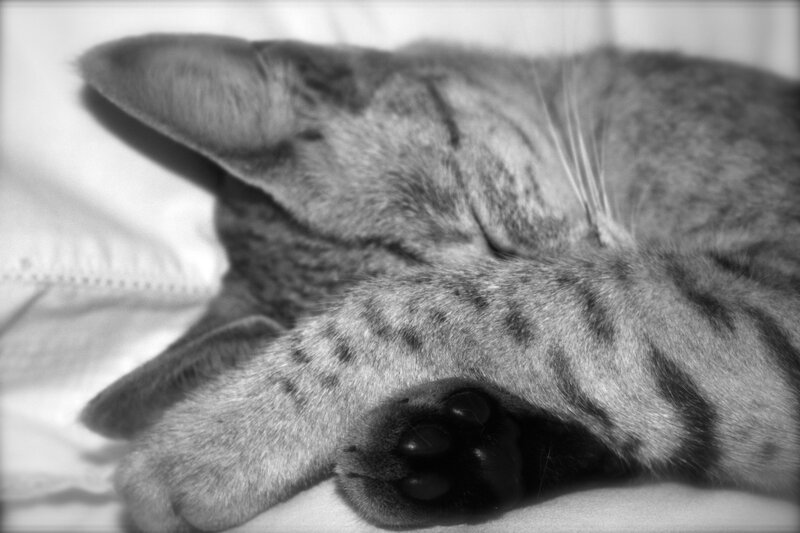 Sleeping Tabby Cat — Black, Peaceful