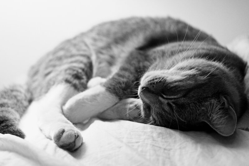 Sleeping Tabby Cat — Black