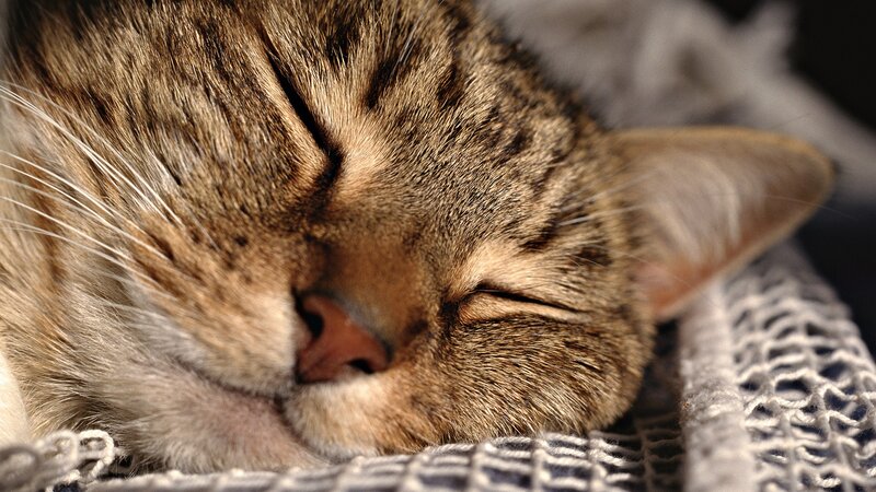 Sleeping Tabby Cat — Blanket