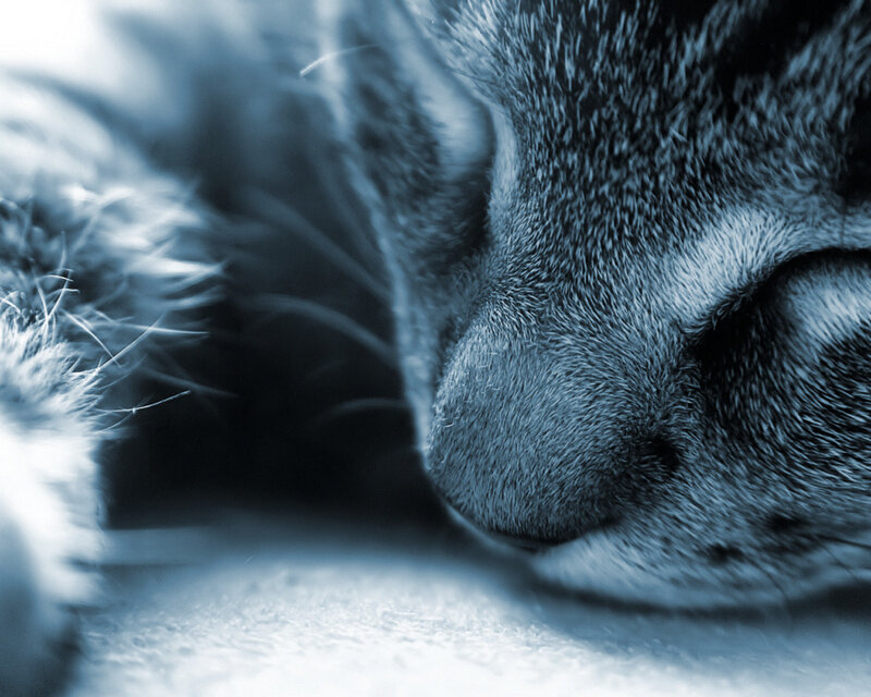 Sleeping Tabby Cat — Blue, Calm, Photograph, Fur, Nose