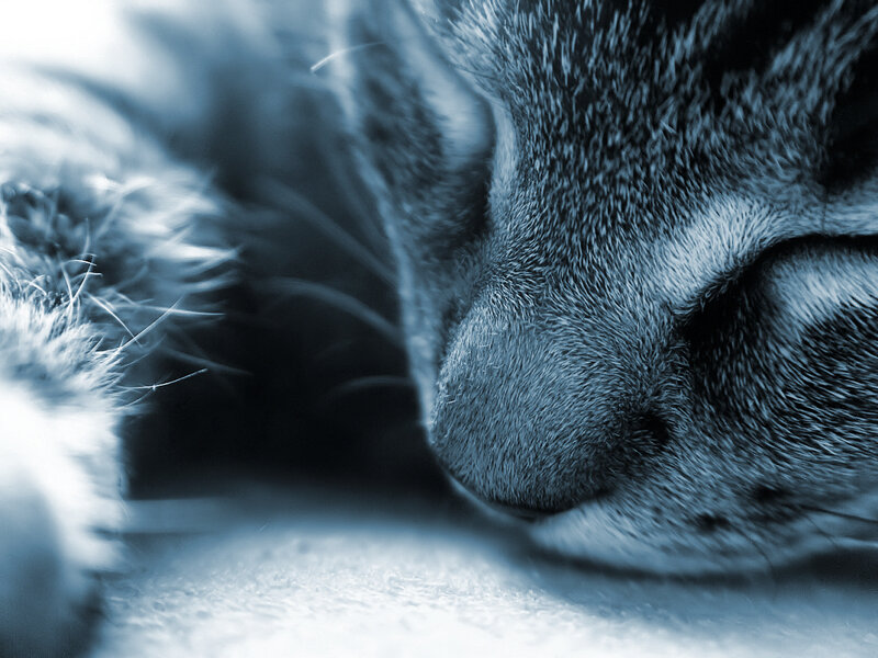 Sleeping Tabby Cat — Blue, Calm, Photograph, Fur