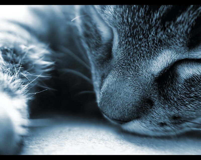 Sleeping Tabby Cat — Blue, Calm, Photograph