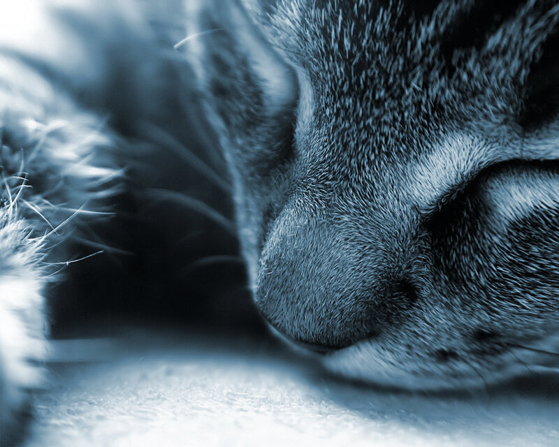Sleeping Tabby Cat — Blue, Calm