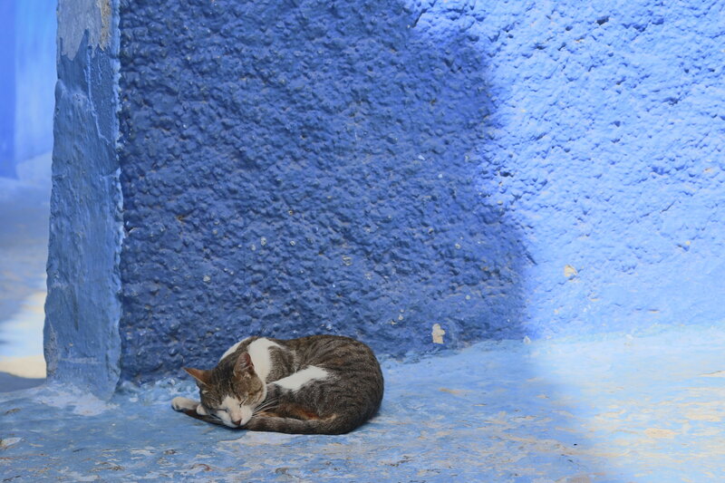 Sleeping Tabby Cat — Blue, Serene, Afternoon