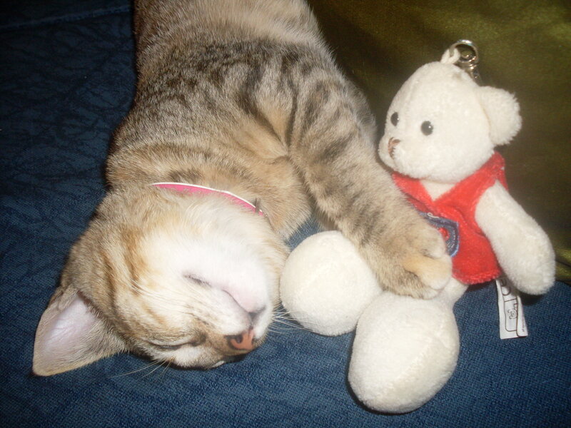 Sleeping Tabby Cat — Blue