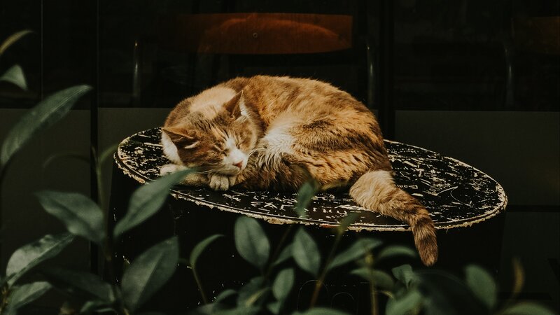 Sleeping Tabby Cat — Brown, Calm, Night