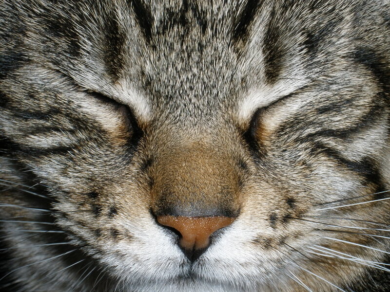 Sleeping Tabby Cat — Brown, Calm, Photograph, Eyes