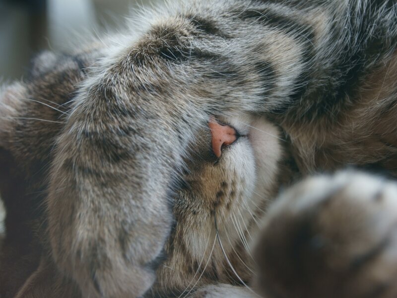 Sleeping Tabby Cat — Brown, Calm, Photograph, Paw