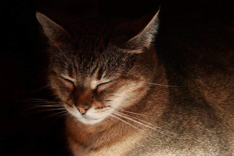Sleeping Tabby Cat — Brown, Calm, Photograph
