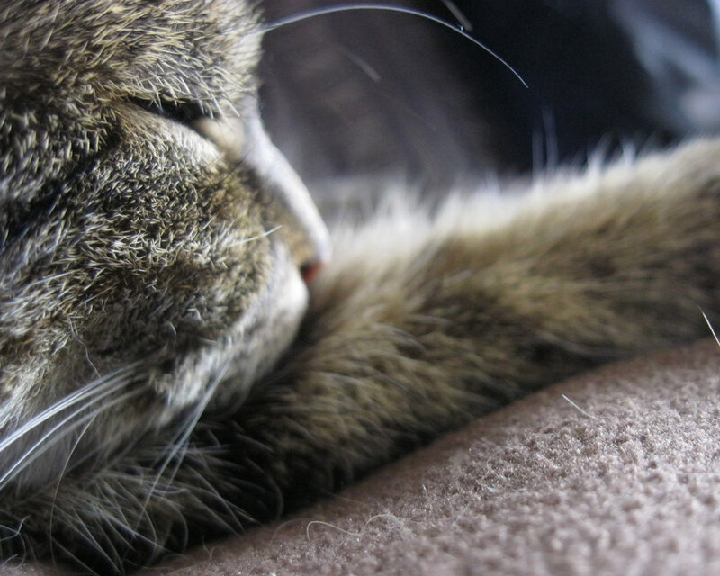 Sleeping Tabby Cat — Brown, Calm, Photograph, Whiskers