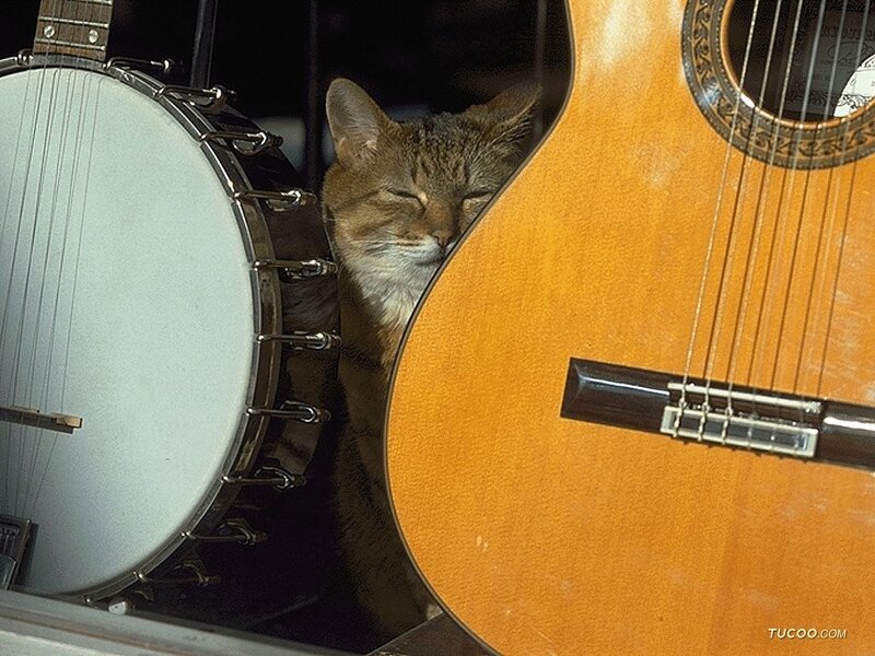 Sleeping Tabby Cat — Brown, Calm