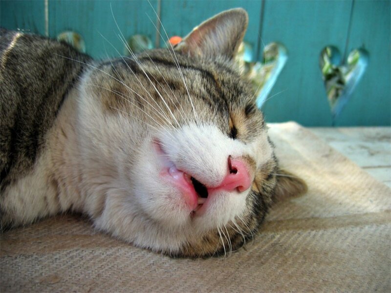 Sleeping Tabby Cat — Brown, Peaceful, Afternoon, Photograph, Heart-shaped Cutouts