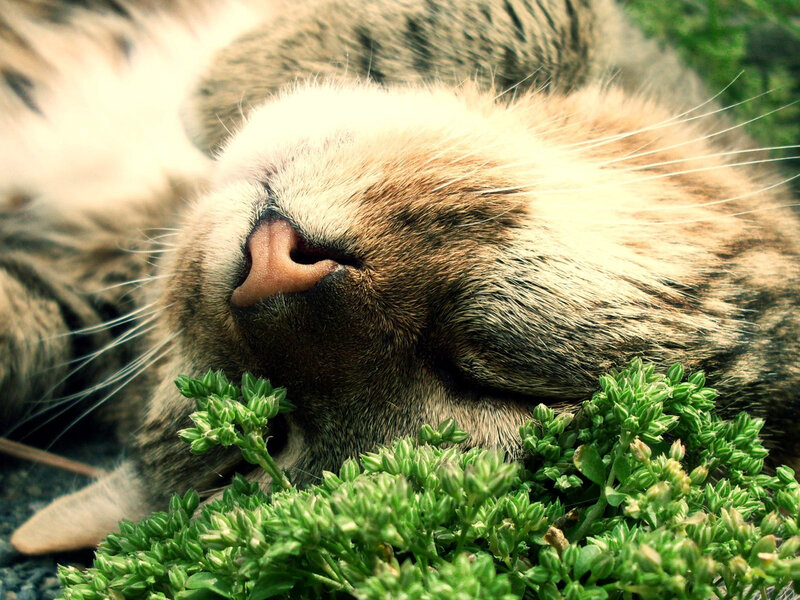 Sleeping Tabby Cat — Brown, Peaceful, Afternoon
