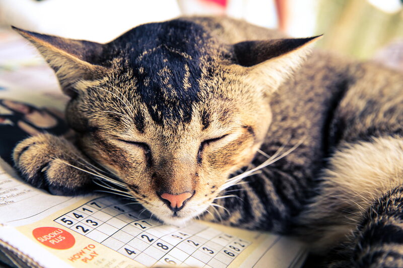 Sleeping Tabby Cat — Brown, Peaceful, Morning, Photograph