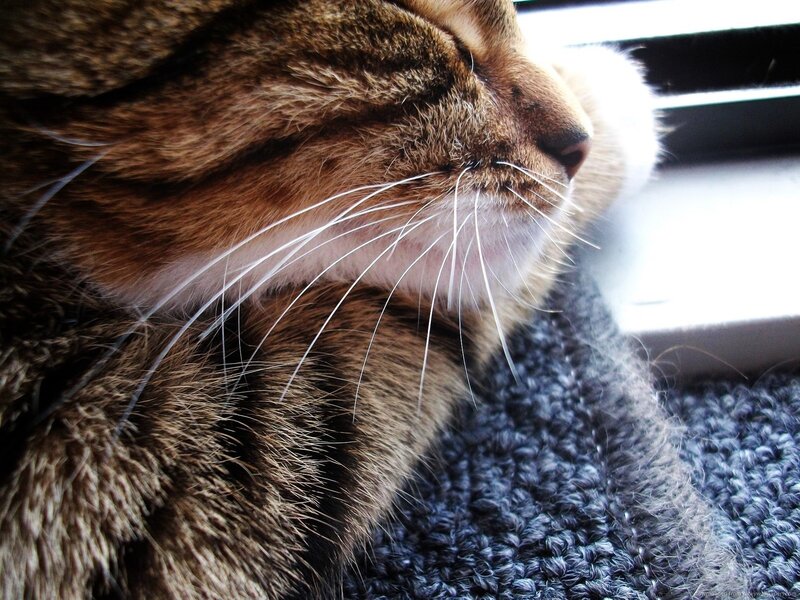 Sleeping Tabby Cat — Brown, Peaceful, Morning