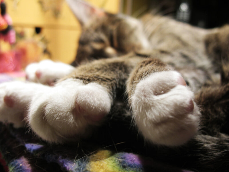 Sleeping Tabby Cat — Brown, Peaceful, Night, Photograph