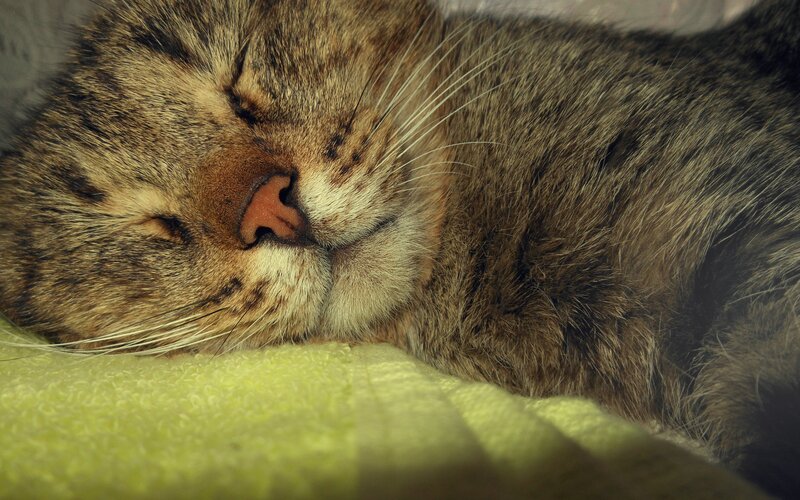 Sleeping Tabby Cat — Brown, Peaceful, Photograph, Blanket