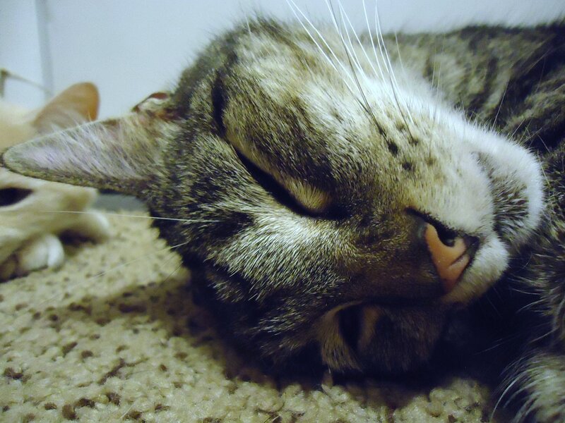Sleeping Tabby Cat — Brown, Peaceful, Photograph, Carpet