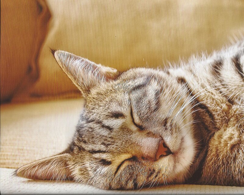 Sleeping Tabby Cat — Brown, Peaceful, Photograph, Couch