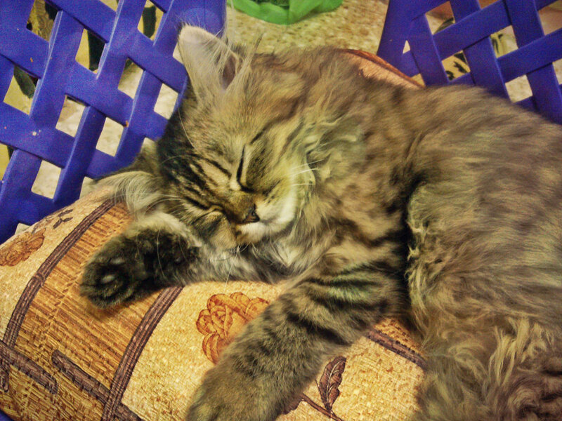 Sleeping Tabby Cat — Brown, Peaceful, Photograph, Cushion