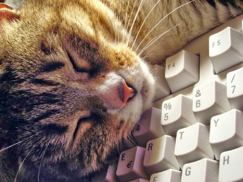 Sleeping Tabby Cat — Brown, Peaceful, Photograph, Keyboard