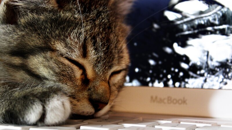 Sleeping Tabby Cat — Brown, Peaceful, Photograph, Laptop, Keyboard