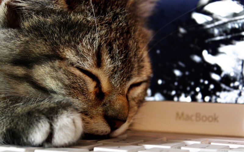 Sleeping Tabby Cat — Brown, Peaceful, Photograph, Laptop