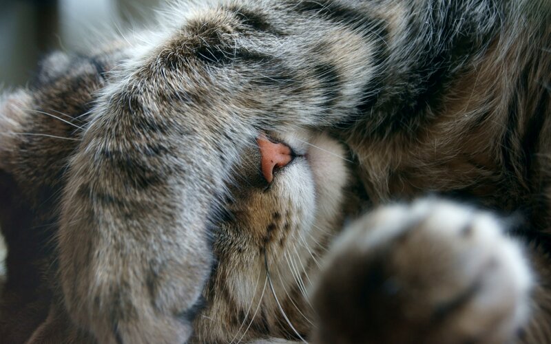 Sleeping Tabby Cat — Brown, Peaceful, Photograph, Paw