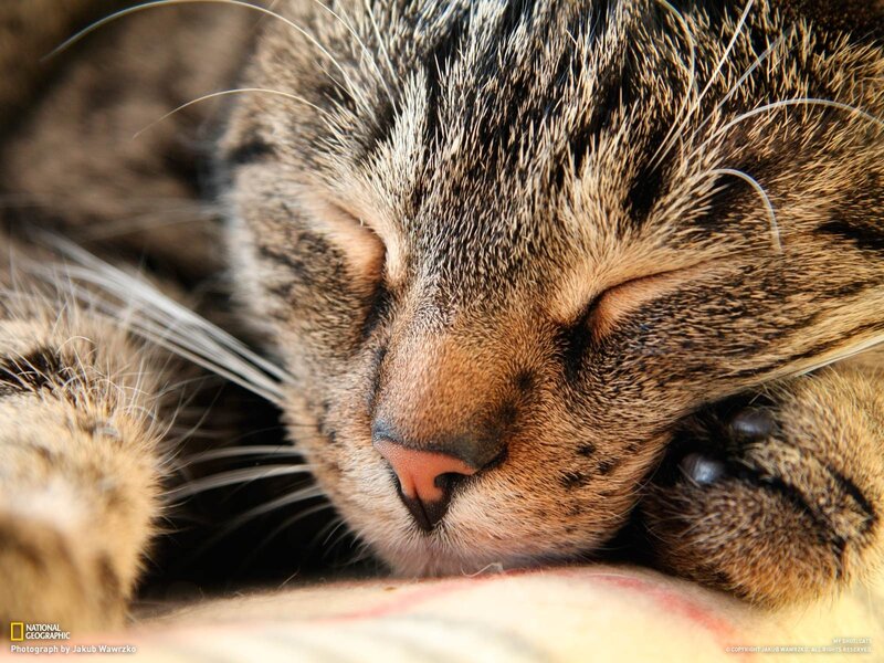 Sleeping Tabby Cat — Brown, Peaceful, Photograph, Paw, Whiskers, Black