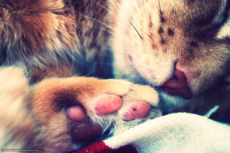 Sleeping Tabby Cat — Brown, Peaceful, Photograph, Paw, Whiskers, Fabric