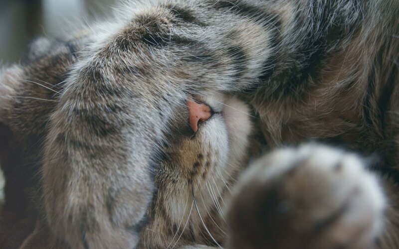 Sleeping Tabby Cat — Brown, Peaceful, Photograph, Paw, Whiskers, Gray, White